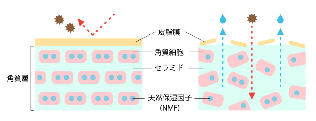 角質層内の図